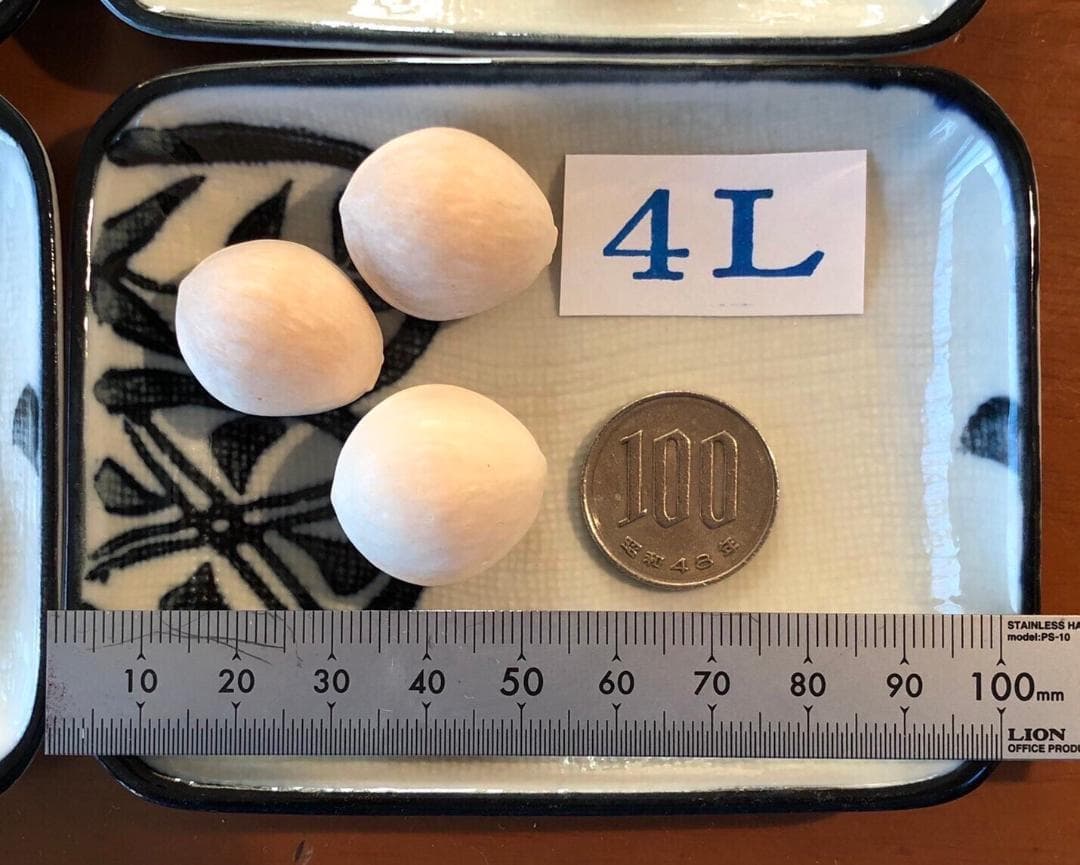 Kikuo Miyoshi 藤九郎 銀杏 祖父江産 4L 5kg