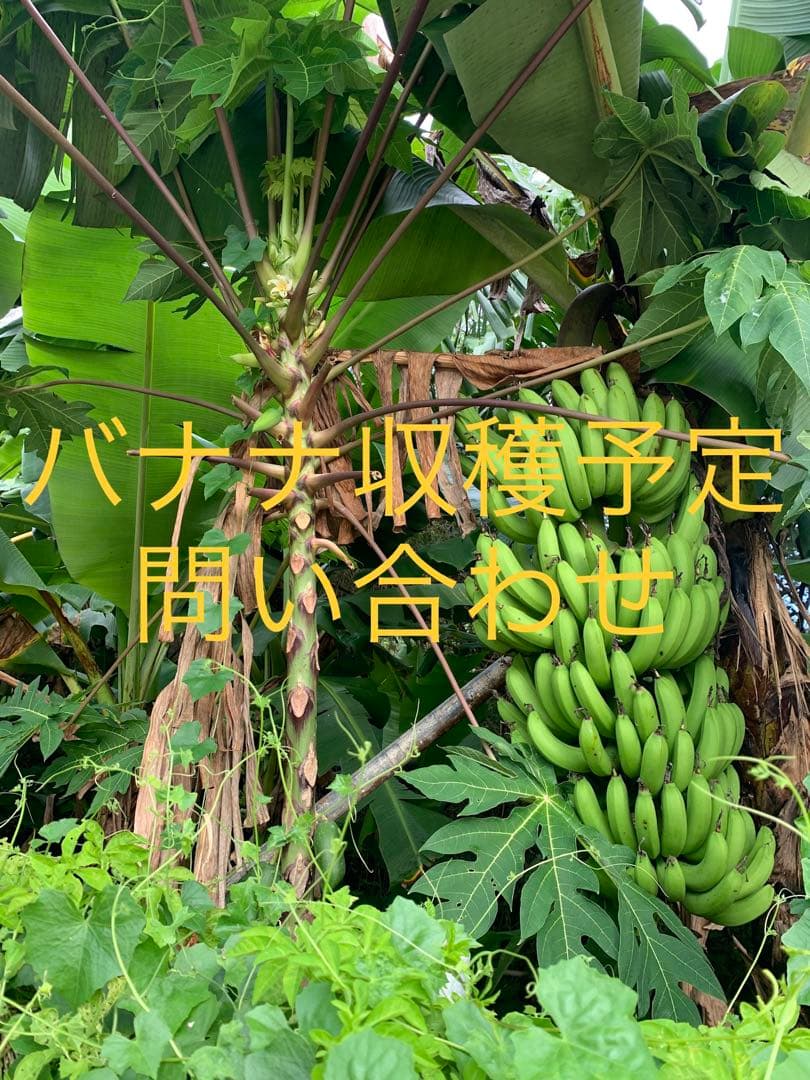 バナナ　2月　お知らせ