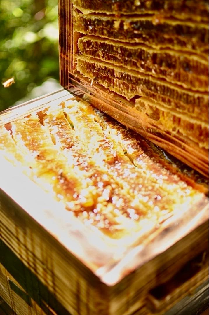 日本ミツバチのハチミツ　たれ蜜　300g×3個❣️送料込‼️ ¥8,640