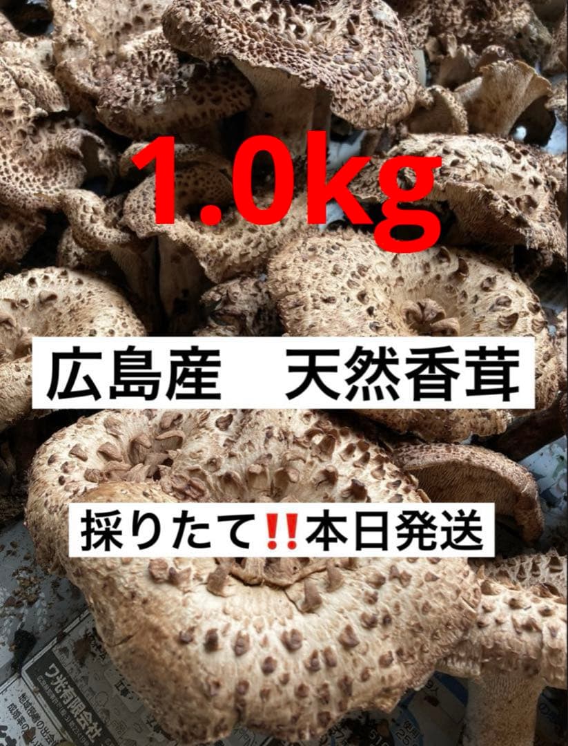 天然香茸‼️広島産　1.0kg 10月12日採りたて　コウタケ　香茸　松茸①