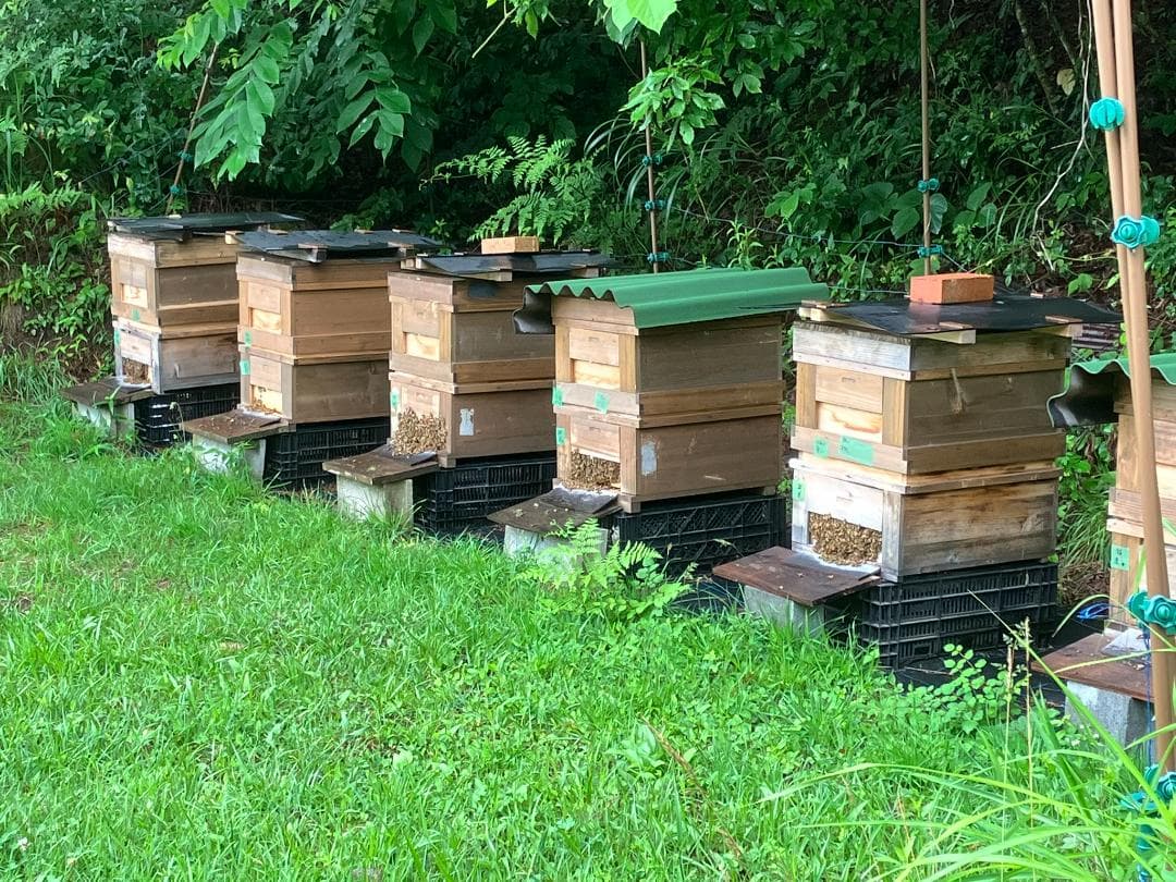 百花蜜 1000g 2本 長野県産 国産蜂蜜 生はちみつ セイヨウミツバチ