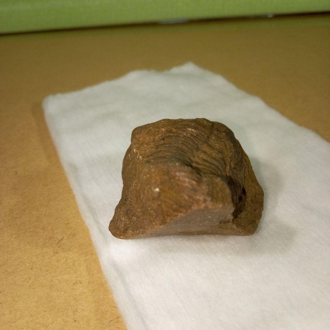 三葉虫　化石　三葉虫化石　究極のレトロ　fossil　ボリビア産　化石管理番号③