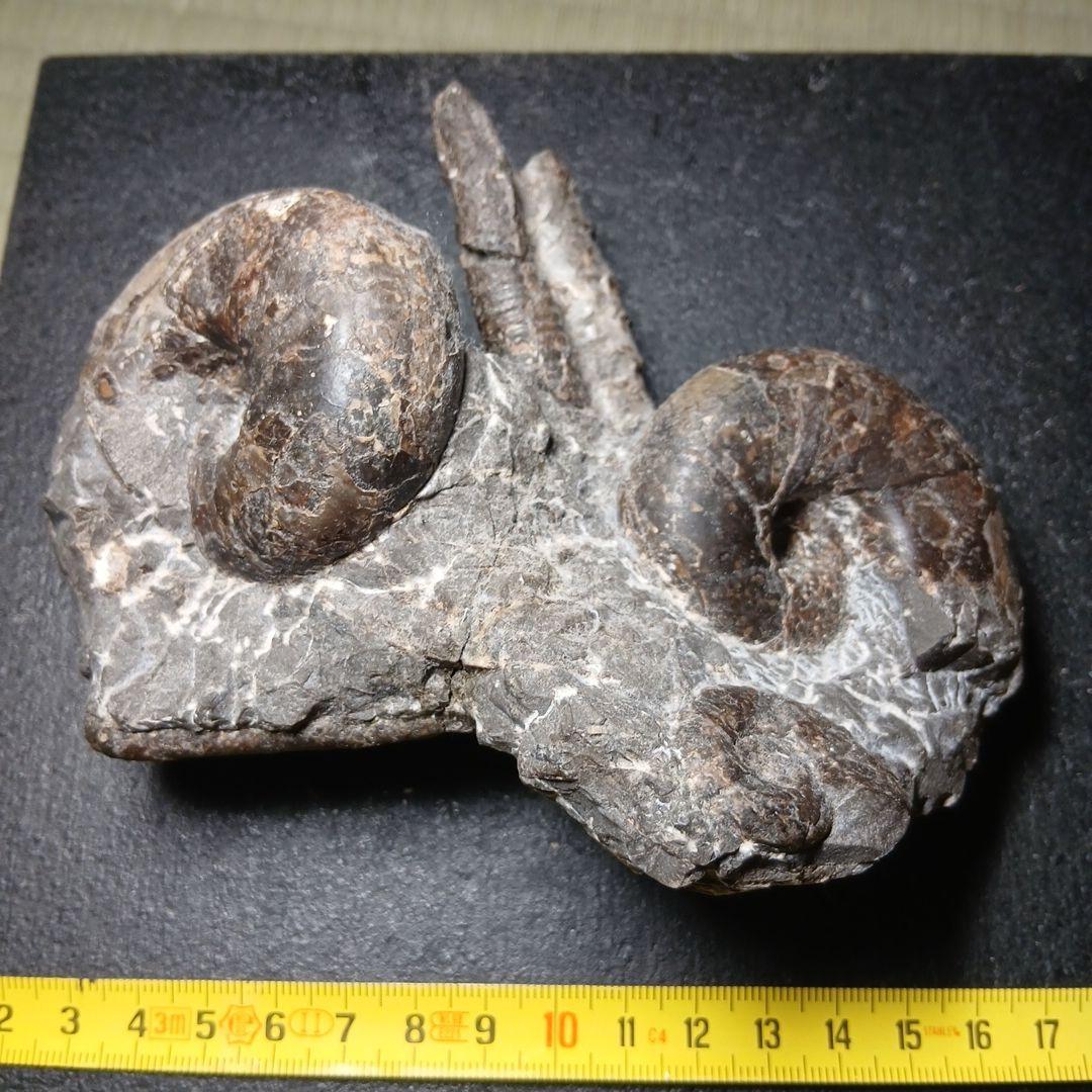 三笠産アンモナイト共生化石