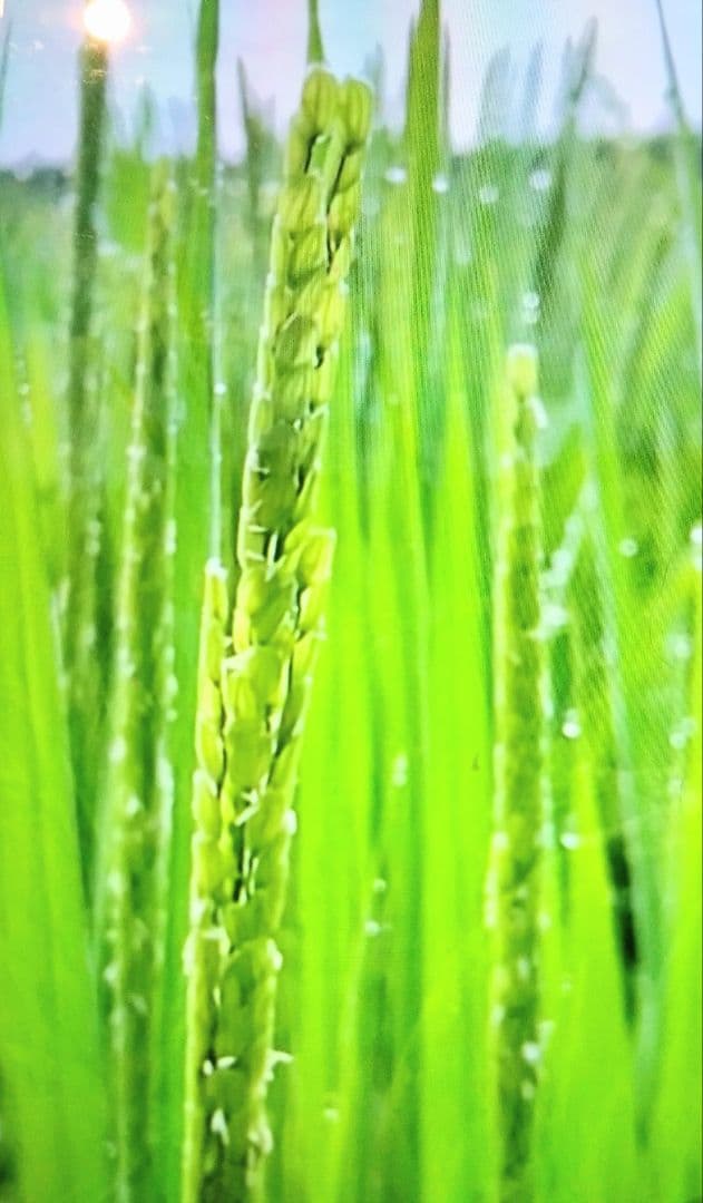 1 令和7年 自然栽培米 亀の尾10kg玄米