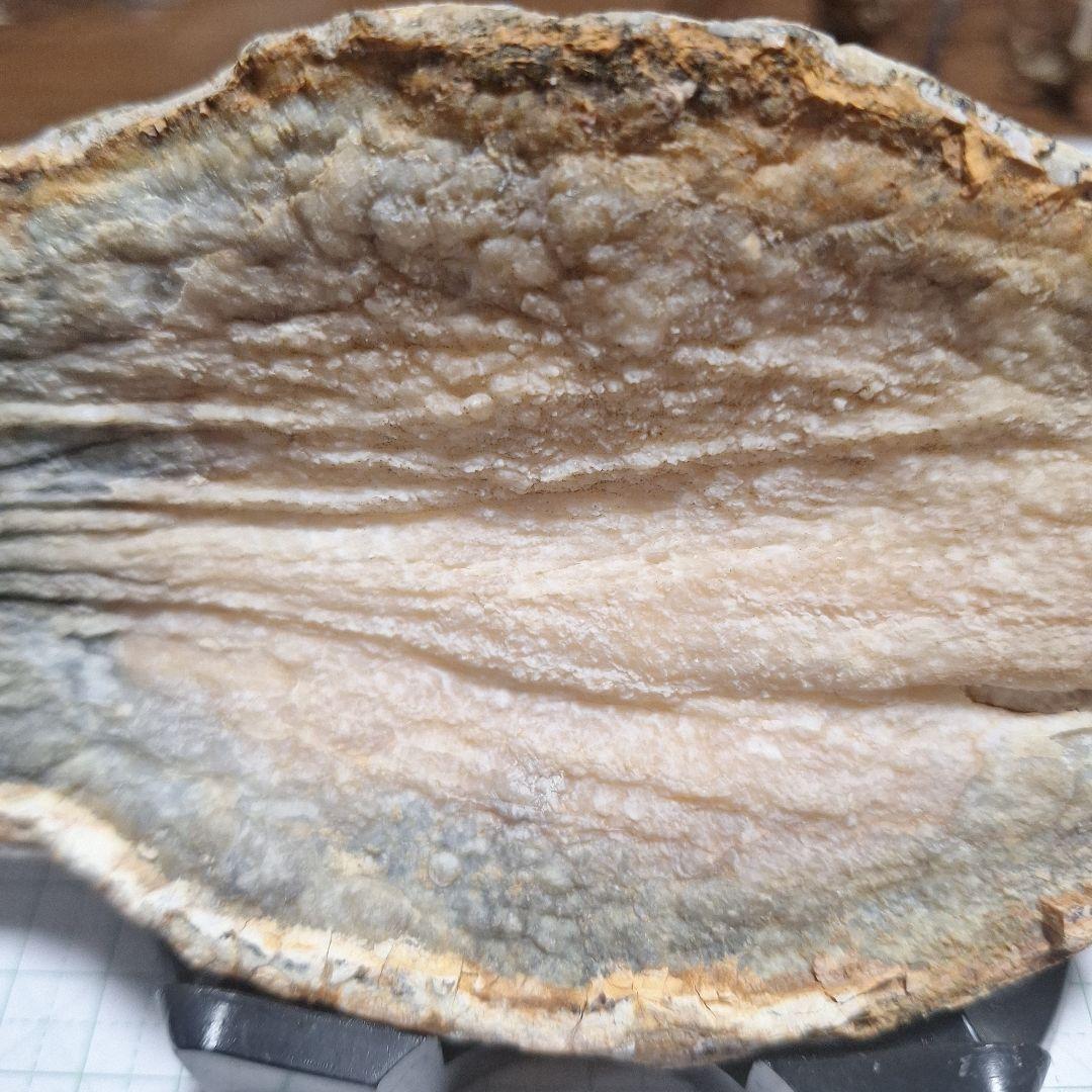 ☆マンモスの臼歯 化石 長いところ約16.5cm/約219.8gになります。