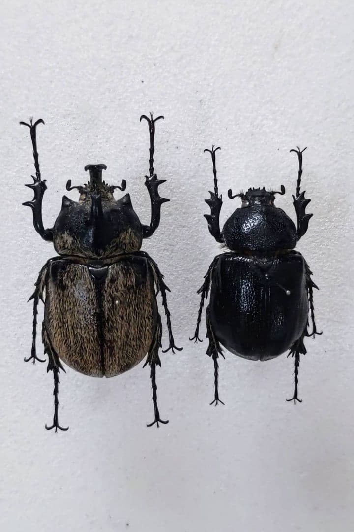 テルシテスヒメゾウカブト　ペア　標本